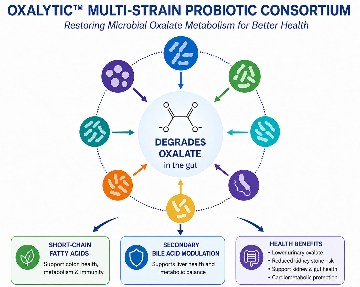 Oxalytic solution slide showing multi-strain blend, predictive biomarker, and preclinical validation